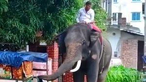 হাতির আক্রমণে ওষুধ ব্যবসায়ীর মৃত্যু, মাহুত আটক